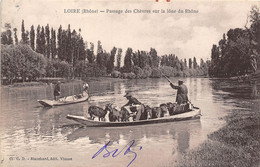 69-LOIRE-PASSAGE DES CHEVRES SUR LA LÔNE DU RHÔNE - Loire Sur Rhone
