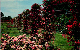 Rhode Island Providence Roger Williams Park Rose Garden - Providence