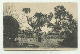 L'ARBRE DE LA VIERGE A MATARIEH 1906 - NV FP - Kairo