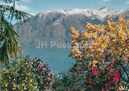 Locarno - Lago Maggiore - Camelie E Magnoglie In Fiore - 655 - Switzerland - Unused - Agno