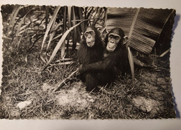 Carte Postale_1007-FAUNE AFRICAINE_ LES CHIMPANZÉS_Non écrite - Mauretanien