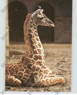 1000 BERLIN, ZOO, Junge Massai Giraffe, 1971 - Berlijnse Muur