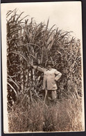 Carte Postale - Homme à Côté D'une Plantation De Canne à Sucre - Circa 1930 - Non Circulé - A1RR2 - Uomini