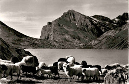 Der Daubensee Am Gemmipass Kandersteg Leukerbad (3918) * 18. 5. 1961 - Phot. Gyger - Steg