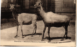 CPA MARSEILLE - Museum D'Histoire Naturelle Antilopes Nyl-Gau (986934) - Museen