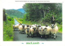 Irlande - Moutons à Face Noire En Route Vers Les Alpages - Autres & Non Classés