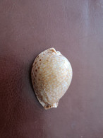 Cypraea Lamarckii Gray. 41 Mm. Mayotte. - Coquillages