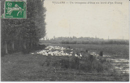 Villars - Un Troupeau D'oies Au Bord D'un étang - Villars-les-Dombes