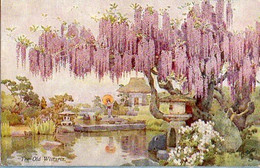 Raphael Tuck & Sons - 7917, Flowers And Gardens Of Japan, The Old Wistaria - Tuck, Raphael
