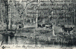 Haute-Vienne - Vaches Dans Un Paturage Du Centre - Edition M.T.I.L. - Carte Dos Simple N° 543 - Limousin