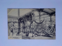 Delcampe - E55) Bélgique Bruxelles Musée D'Histoire Naturelle Le Mammouth  1912 - Museen