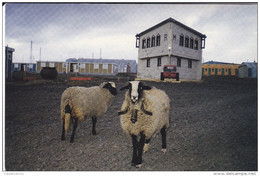 T.A.A.F   MOUTONS INTRODUITS A KERGUELEN - TAAF : Terres Australes Antarctiques Françaises