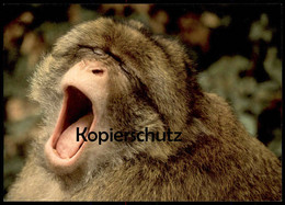 POSTKARTE BERBERAFFE MAKAKEN GÄHNENDER AFFE Barbary Yawning Ape Magot Monkey Macaque Tier Animal Gähnen Postcard - Singes