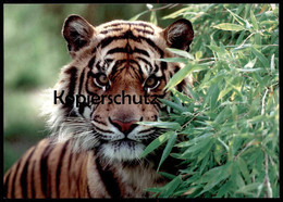 POSTKARTE TIGER DSCHUNGEL Bambus Raubkatze Katze Grosskatze Big Cat Of Prey Le Félin Ansichtskarte Postcard Cpa AK - Tigers