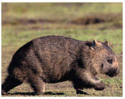 (R 11) Australia - Wombat - Great Barrier Reef