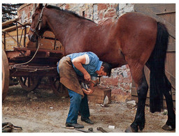 (R 13) Australia - SA - Hahndorf (shoeing A Horse) (67) - Andere & Zonder Classificatie