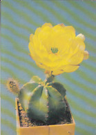 90874- CACTUS, PLANTS - Cactus