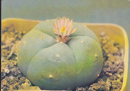 90875- CACTUS, PLANTS - Cactus