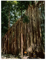 (R 18) Australia - QLD - Curtain Fig Tree - Trees