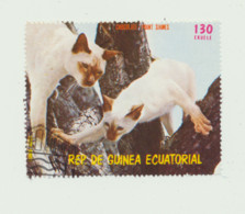Guinea - Hauskatzen