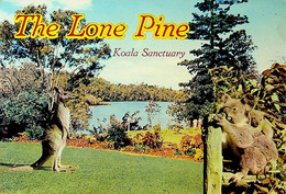 (Booklet 114) Australia - QLD - The Lone Pine - Gold Coast