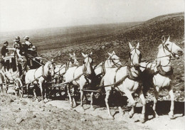 CARTE POSTALE MODERNE TYPE ATTELAGE CHEVAUX SIX HORSE STAGECOACH WALCOTT SARATOGA  ETATS-UNIS - Andere & Zonder Classificatie