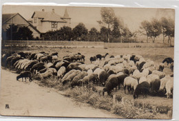 DC4371 - Berlin Halensee, Echtfoto-Karte, Hof Mit Vieh, Wohnhaus, Privatfoto-Karte - Halensee