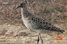 BIRDS-RUFF- MIGRATORY BIRDS IN GUJARAT, INDIA-PPC-GUJARAT CIRCLE, INDIA POST-SCARCE-MNH-MC-201 - Cuculi, Turaco