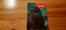 Postcard, Hungary - Hippo - Hippopotamuses