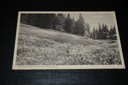 18231-        FELDBERG, BLUMENWIESE AM CARL EGONWEG - Feldberg