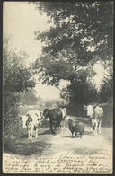 Retour Des Champs Vaches Et Moutons Cows 1902 Old Postcard (see Sales Conditions) 02907 - Cham