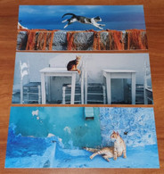 Lot De 3 Grandes CP Carte Postale Panoramiques CHAT - Non écrite Etat Neuf - Photos / Lot 80 - Chats