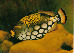 L55B174 - Aquarium Tropical Nancy - Poisson : Baliste Léopard -  Récif De L'Archipel Indo-Pacifique - Photo D.Terver - Fische Und Schaltiere