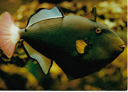 L55B177 - Aquarium Tropical Nancy - Baliste Veuve à Queue Rose -  Récif De L'Archipel Indo-Pacifique - Photo D.Terver - Fische Und Schaltiere
