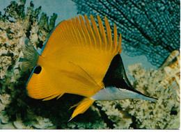 L55B184 - Aquarium Tropical Nancy - Poisson Papillon à Pincette -  Récif De L'Archipel Indo-Pacifique - Photo D.Terver - Pesci E Crostacei