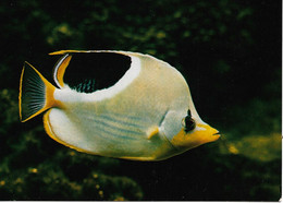 L55B182 - Aquarium Tropical Nancy -Chétodon à Housse -  Récifs De L'indo-Australien - Photo D.Terver - Pesci E Crostacei