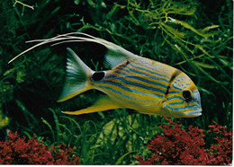 L55B200 - Aquarium Tropical Nancy - Némiptère à Tache Caudale -  Récifs Du Japon à  L'indo-Australien - Photo D.Terver - Pesci E Crostacei