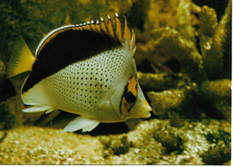 L55B183 - Aquarium Tropical Nancy - Chétodon De Tinker  - Récifs De L'Archipel Des Hawaï - Photo D.Terver - Pesci E Crostacei