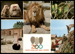POSTKARTE ZOO DVUR KRÁLOVÉ NAD LABEM LÖWE PAVIAN STRAUSS GIRAFFE Lion Jardin Zoologique Postcard Cpa Ansichtskarte AK - Lions