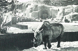 CPA Paris  Parc Zoologique Vincennes  Rhinocéros - Rhinocéros