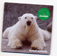 ZOO Leningrad (RU) - Polar Bear - Tierwelt & Fauna