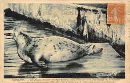 85-SABLES-D'OLONNE- LA CHAUME- LOULOU , JOLI PHOQUE, HABITANT DES MERS POLAIRES VENU S'ECHOUER SUR LA CÔTE - Sables D'Olonne