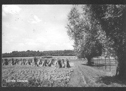 Nederland Holland Pays Bas Lochem Fraai Landschap - Lochem