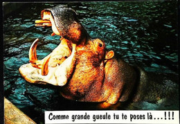 Hippopotame Grande Gueule - Hipopótamos