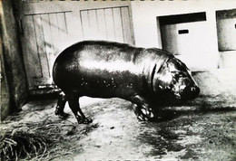 CPSM  Hippopotame Publicité  Transfusine Laboratoires Roland Marie   1959 - Nijlpaarden