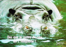 Hippopotame   Dès Que Je Rentre De Cure On S'téléphone - Flusspferde