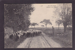 CPA Beauce Agriculture Métier Circulé En Beauce N° 588 Moutons - Ile-de-France