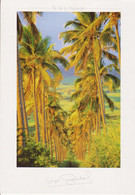 974 - ILE DE LA REUNION - COUCHER DE SOLEIL SUR L'ALLEE DE COCOTIERS A ST LOUIS - Autres & Non Classés