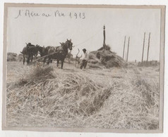 Photo Originale Domaine Du Pin Provence à Localiser Charrue Fenaison Foulage Battage Aire 3 Chevaux 1913 - Culture