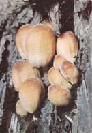 FUNGHI - Coprinus Atramentarius - Imenomicetali - Coprinacee - Motta Editore - Fungo / Funghi / Mushroom / Champignon - Mushrooms